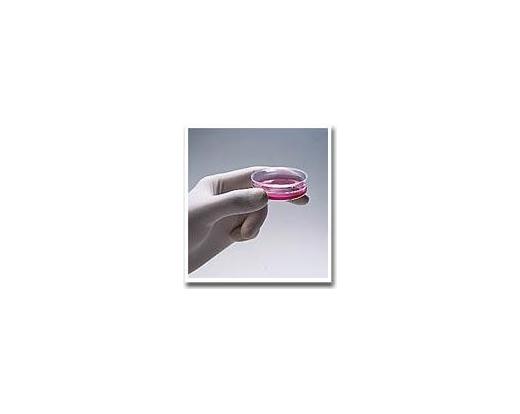 Cell Culture Dishes, 35mm Easy-Grip<font size=-1><sup>TM</sup></font> FALCON&amp;reg;