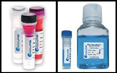 qMAX PCR Reagents