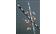 CryoCane Stepped Aluminum