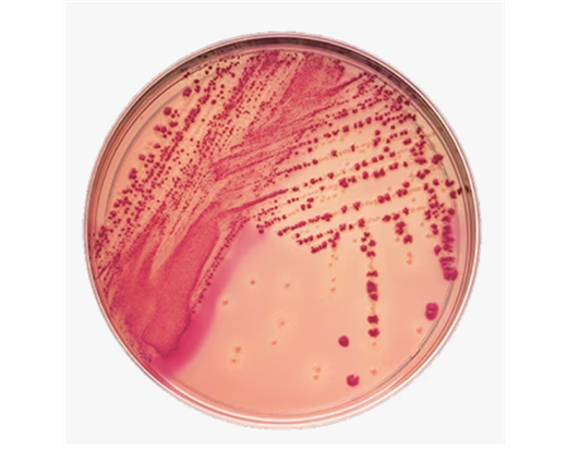 MacConkey II Agar - BBL&amp;reg; Prepared Plated Media, 100x10mm and 100x15mm Style Plates