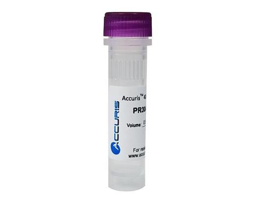 40mM dNTP ready-to-use Mix