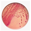 MacConkey II Agar - BBL&amp;reg; Prepared Plated Media